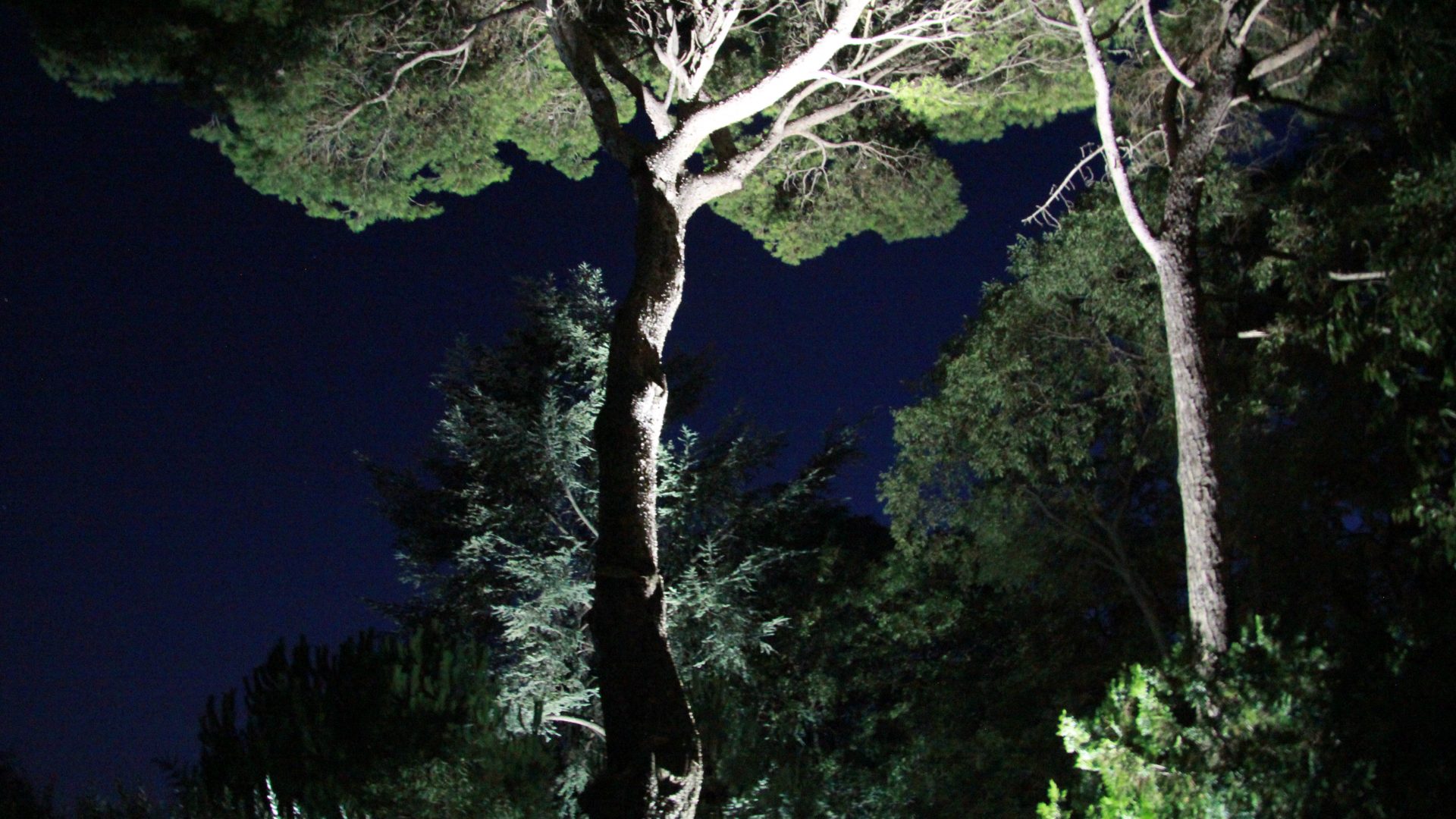 Eclairage jardin particulier nuit